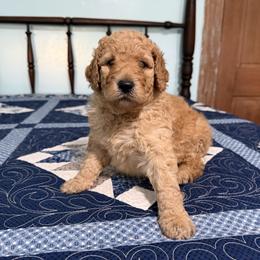 Phil Robertson - Red  male Poodle puppy in Fairfield, North Carolina from Leaning T Ranch