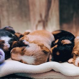 Assorted Doodle Crosses puppies from Do Wah Diddy Doodles