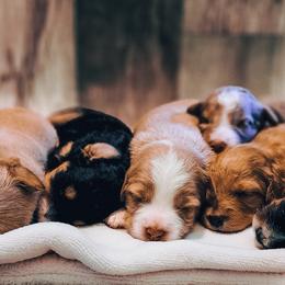 Assorted Doodle Crosses puppies from Do Wah Diddy Doodles