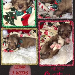 Cedar - Red and white male Siberian Husky puppy in Florence, Kentucky from Moonlight Howl Huskies