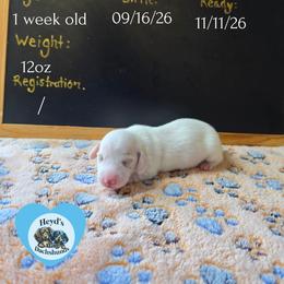 Lou - Piebald male Dachshund puppy in Hoquiam, Washington from Heyd's Mini Dachshunds