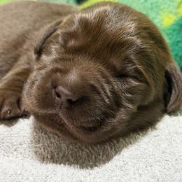 Chocolate Male No 1 - Chocolate male Labrador Retriever puppy in Malabar, Florida from Mythic Labradors, LLC