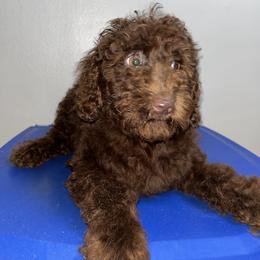 Black collar boy - Brown male Poodle puppy in Valdosta, Georgia from Posh Poodles