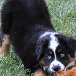 Miniature Australian Shepherd Puppies from LongMile Aussies