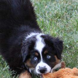 Miniature Australian Shepherd Puppies from LongMile Aussies