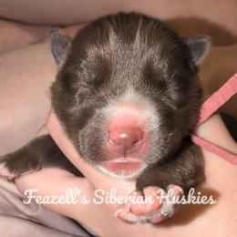Denali - Red and white female Siberian Husky puppy in Richland, Mississippi from Feazell’s Siberian Huskies