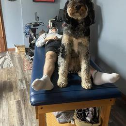 Bernedoodle, Bernese Mountain Dog, and Poodle Puppies from Bubbling Springs Doodles, LLC