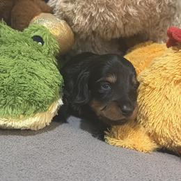 Puppy 3 - Black and tan female Dachshund puppy in Horizon City, Texas from KhloeKPuppies