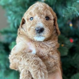 Havanah - Red  female Goldendoodle puppy in Yuciapa, California from AlltheDoodlez_