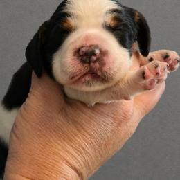 Bunny - Black white and tan female English Springer Spaniel puppy in Fort White, Florida from Thunderbird Springers