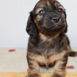 Bullseye - Red Dachshund puppy in Alva, Florida from Salty C's Dachshunds