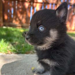 Girl 1 - Black and tan female Companion Cross puppy in Indian Springs, Nevada from Spinner puppies