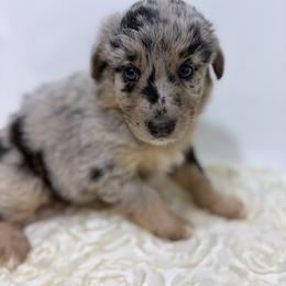 Sister Bear - Lavender - Blue merle female Australian Shepherd puppy in San Marcos, California from Faith Family Freedom Farm