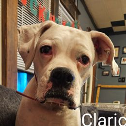 Clarice - Boxer