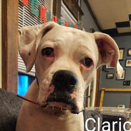 Clarice - Boxer