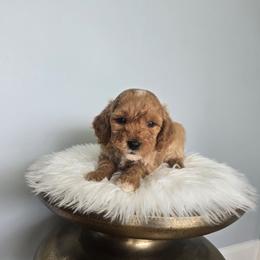 Birch - Red  male Goldendoodle puppy in Floyd, Virginia from Hearts and Paws Poodles and Doodles