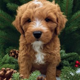 Goldendoodle puppies from Ming’s Dynasty Doodles