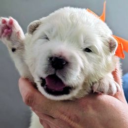 Orange Collar - White male Samoyed puppy in Downey, Idaho from Seven Diamond Samoyeds