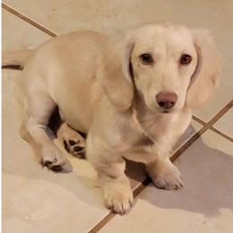 DARLA - Dachshund