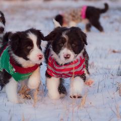 Bordoodle Puppies from 2J 2K Bordoodles