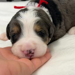 Mr. Dr. Pepper - Blue merle male Bernedoodle puppy in Hegins, Pennsylvania from Bubbling Springs Doodles, LLC