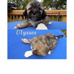 Ulysses - Cream male Lhasa Apso puppy in Cincinnati, Ohio from Shangri-La Lhasa Apsos