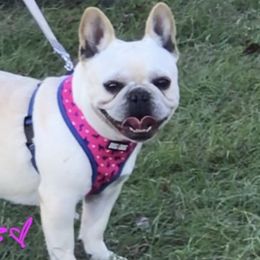 Maggie - French Bulldog