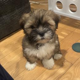 Hank - Golden male Lhasa Apso puppy in Snover, Michigan from Lhasa Fur Life