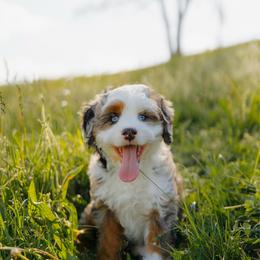 Yara - Blue merle female Bernedoodle puppy in Dalton, Ohio from Haven Doodles