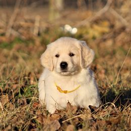 Golden Retriever Puppies from Golden Barnes Kennel