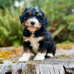 Jaq (Orange Collar) - Tri-color male Bernedoodle puppy in Stanwood, Washington from Butter Cup Pups and Paws