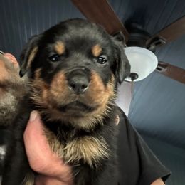 Girl 3 - Black and mahogany female Rottweiler puppy in Ridgeland, South Carolina from VHK Rottweilers