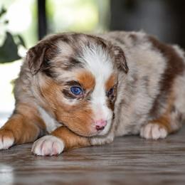 Dixie - Red merle female Miniature Australian Shepherd puppy in Lowgap, North Carolina from Baileys Mini Aussies