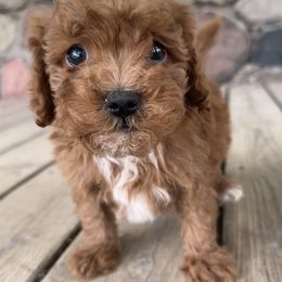 Willy - Red male Cavapoo puppy in Camden, Michigan from FurEver Friends Finder