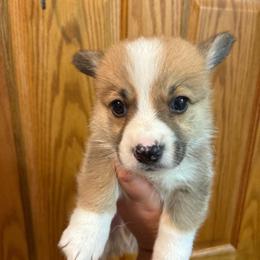 Denver - Red male Pembroke Welsh Corgi puppy in Delton, Michigan from CorGizmo