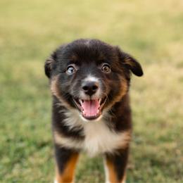 Boston - Black tri male Miniature Australian Shepherd puppy in Waco, Texas from Blue Rain Aussies