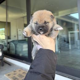 Girl 4 - Red female Shiba Inu puppy in Roseville, California from Tokubetsuna Shibas