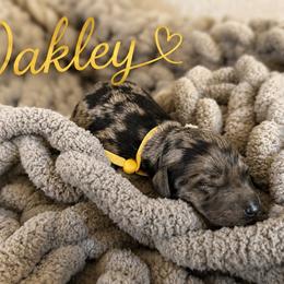 Oakley - Blue merle male Bernedoodle puppy in Fort Collins, Colorado from Front Range Family Doodles