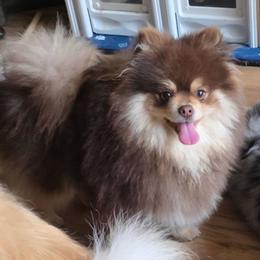 Reese - Chocolate and tan male Pomeranian puppy in Carrollton, Georgia from B AND R'S POMERANIAN'S