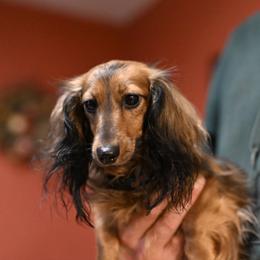 Ginger - Dachshund