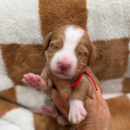 PIBB - Red  male Goldendoodle puppy in Macon County, North Carolina from Mountain Doodles