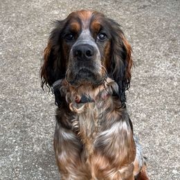 Knox - English Springer Spaniel