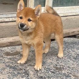 Coming soon 3 - Red male Shiba Inu puppy in Aledo, Texas from Louwien Shiba Rotties