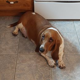 Whiskey - Basset Hound