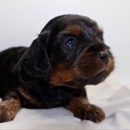 Boots - Black and tan male Cavapoo puppy in Cameron, South Carolina from Sassy Sailor & Company
