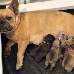American Bulldogs, French Bulldogs, and Rat Terriers from DF's Unlimited Ruff