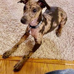 Lurcher and Whippet All Grown Up from River Valley Canines