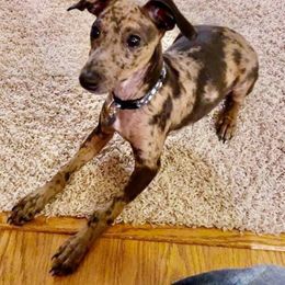 Lurcher and Whippet All Grown Up from River Valley Canines