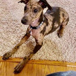 Lurcher and Whippet All Grown Up from River Valley Canines
