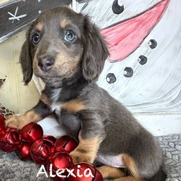 Alexia - Blue and tan female Dachshund puppy in Waseca, Minnesota from Dragonfly Doxies